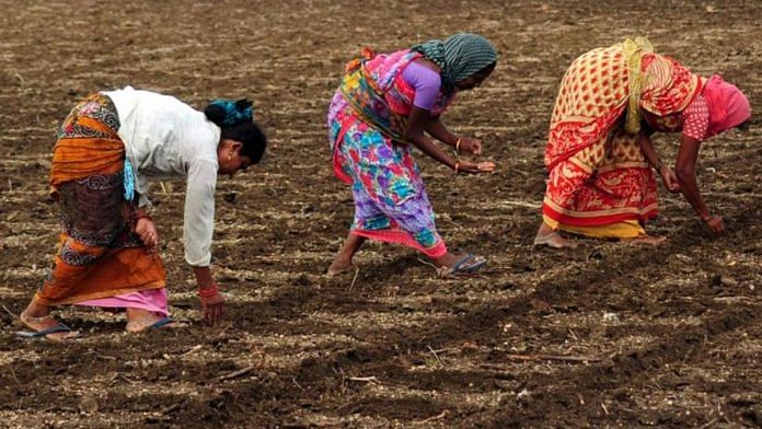 Representative image | File photo of farmers planting cotton seedlings in Nagpur | ANI