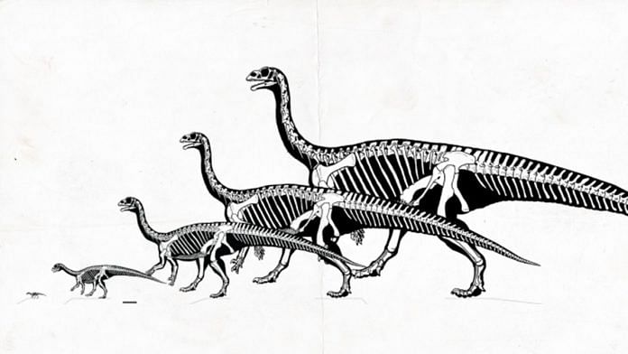 Skeletal reconstruction of the different growth stages of M. patagonicus published in Scientific Reports