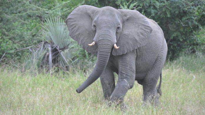 An elephant at Gorongosa National Park in Mozambique | Photo: Flickr