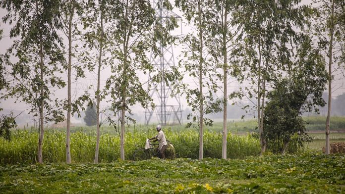 A farmer rides past fields of corn in Karnal, Haryana. Representative image for climate. | Photo: Prashanth Vishwanathan | Bloomberg File Photo