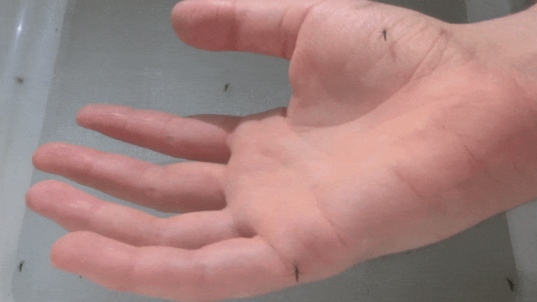 Male mosquitoes don’t want your blood, but they still want to hang out