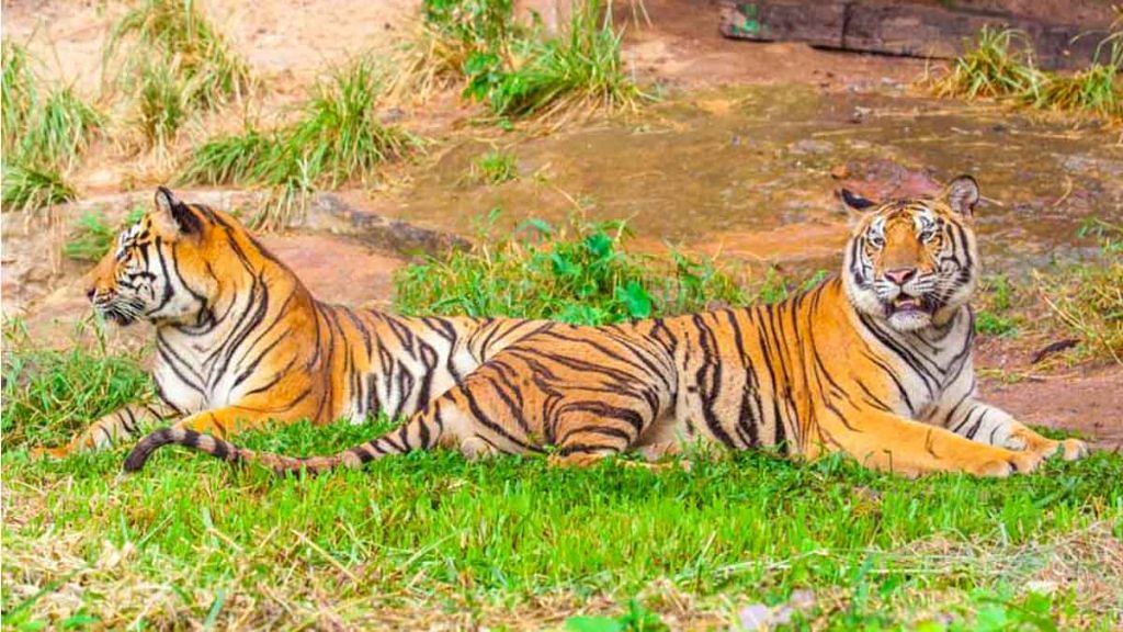 Tigers at the Ranthambore Tiger Reserve in Rajasthan (representational image) | www.ranthamborenationalpark.com