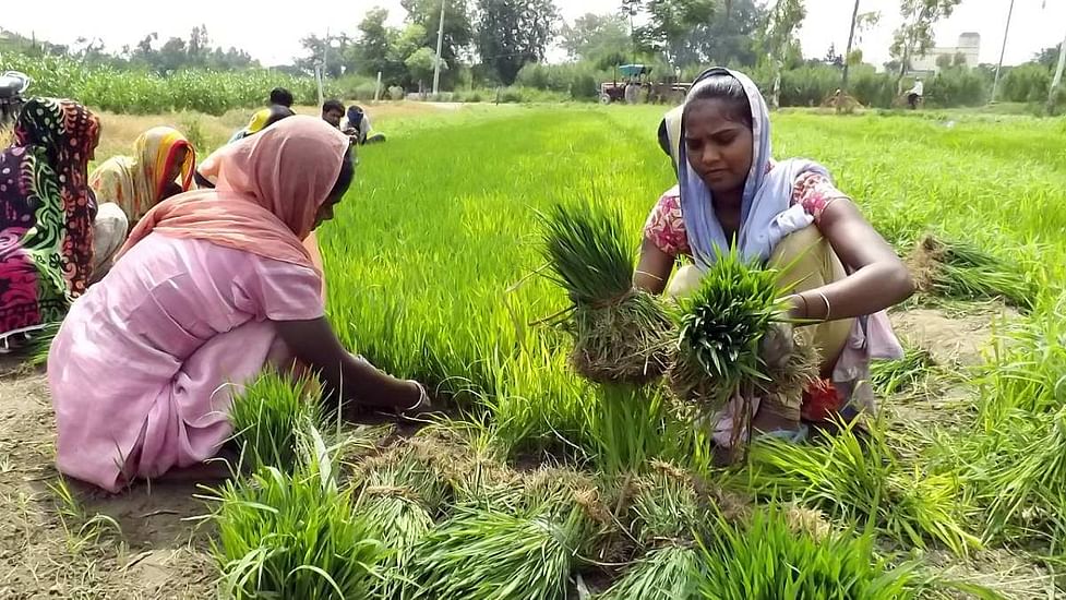 This paddy cultivation technique is Punjab govt's answer to 'save water,  avoid crisis'