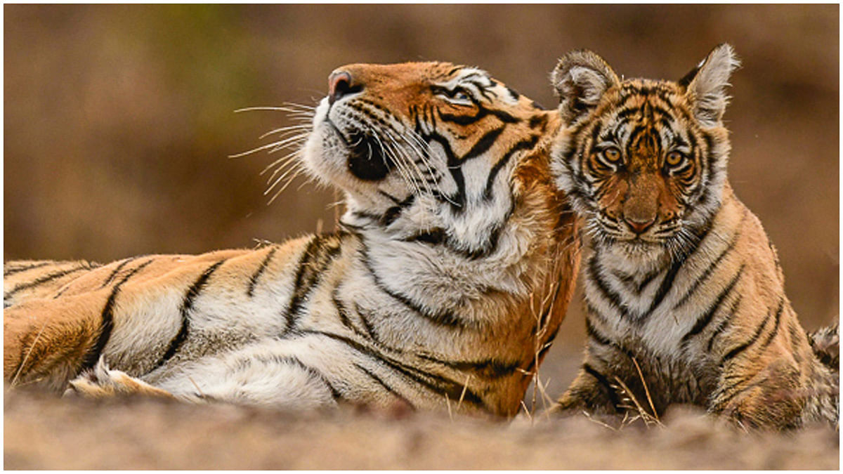 The Sahyadri Tiger Reserve is located in the Sahyadri Ranges of the Western Ghats of Maharashtra. 