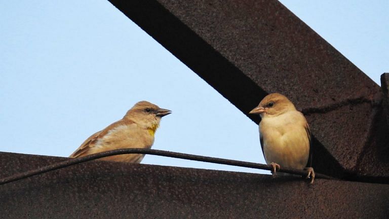 No guns or knives but binoculars and notebook—we need to know how birds live, not die