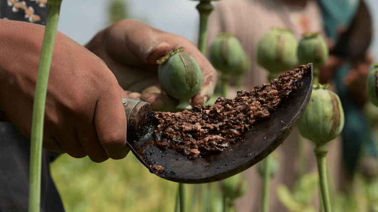 Opium production in Afghanistan crosses 6,000-ton mark for 5th year, says UN report