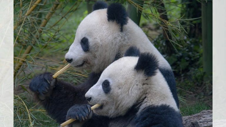 We discovered why giant pandas are black and white