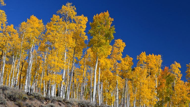 The world’s largest organism is slowly being eaten by deer