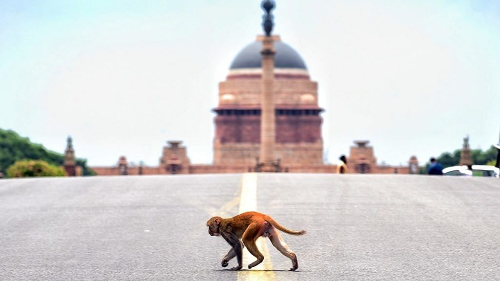 File photo of a monkey crossing the road at Raisina Hill in New Delhi | Photo: ANI