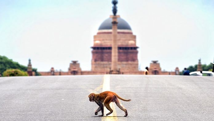 File photo of a monkey crossing the road at Raisina Hill in New Delhi | Photo: ANI