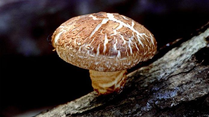 Shiitake Mushroom | Wikimedia Commons