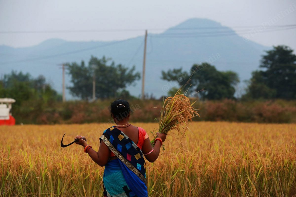 In the Kalahandi Balangir Koraput (KBK) region people the quality of paddy crops is not the same. A lady hold freshly cut paddy in Kalahandi region | Photo: Manisha Mondal | ThePrint