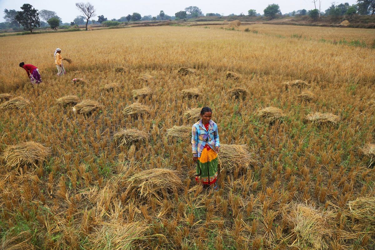 In Balangir district farmers complain about the poor quality of crops because of lack of water | Photo: Manisha Mondal | ThePrint