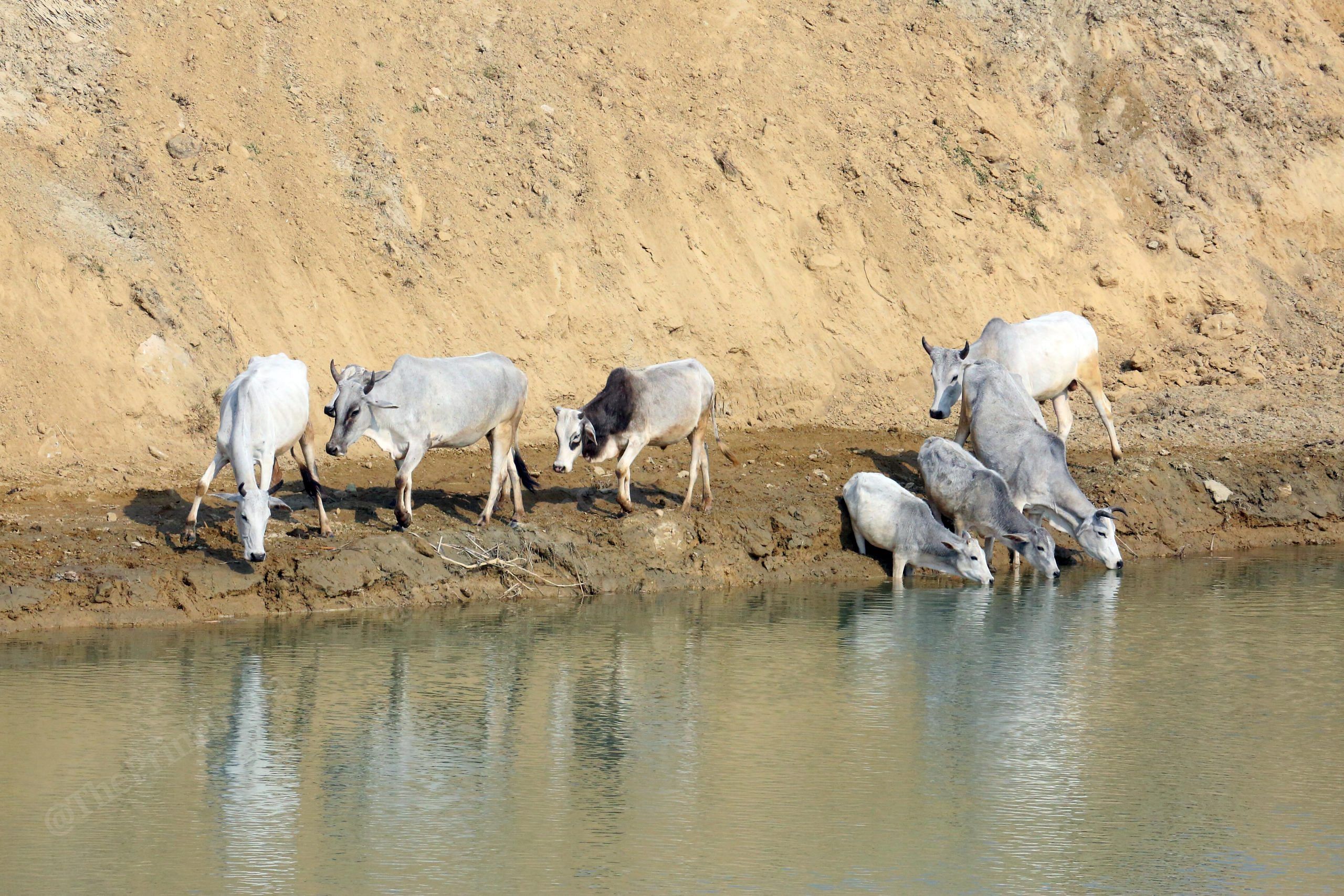 Cattles drinking water from the river at Saryu Nahar Pariyojna | Photo: Praveen Jain| ThePrint
