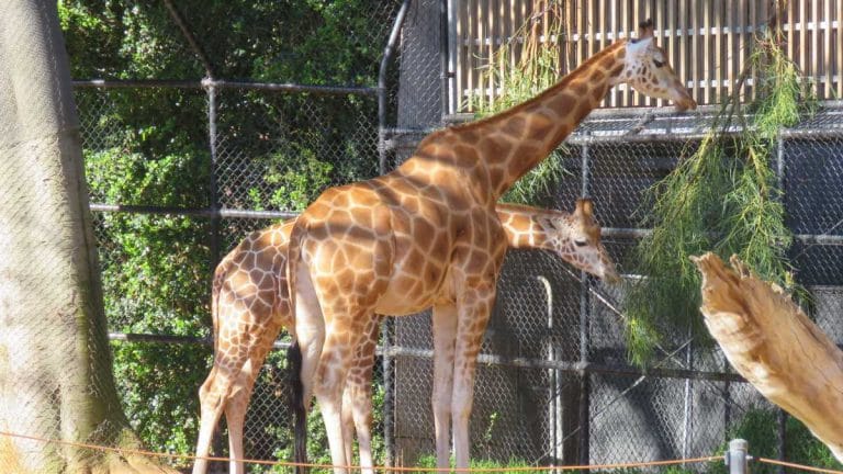 Giraffe dies in Assam state zoo after being ‘entangled’ while inside cage, probe ordered