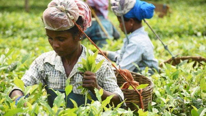 Representative photo of workers at a tea estate in Assam | ANI