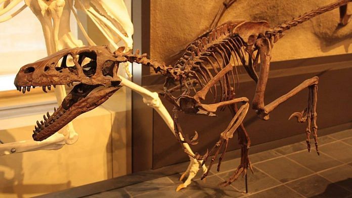 Representational image | A dinosaur skeleton | Wikipedia