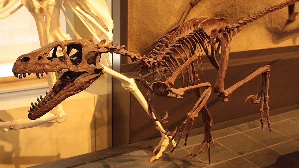 A 110-million-year old dinosaur skeleton was sold at US auction—it's a loss  for society