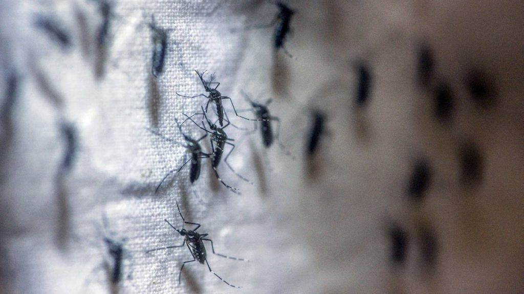 Adult mosquitoes are seen in an egg production cage in the laboratory at the Oxitec Ltd. facility in Campinas, Brazil | Representational image | Bloomberg