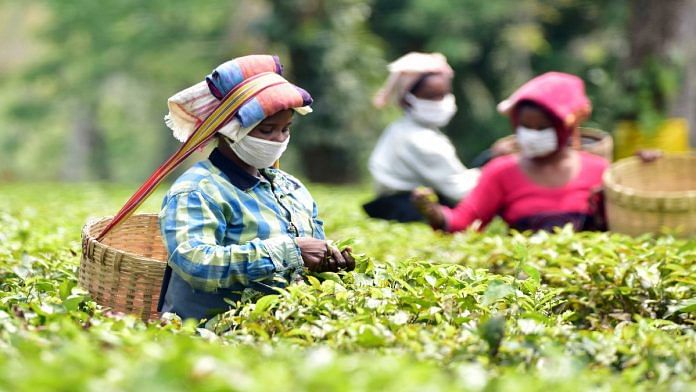 Tea plantation workers pick tea leaves in Nagaon district in Assam | File photo: ANI