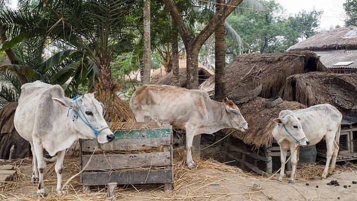 Representational image of cows at a village in Karnataka | Photo: Wikimedia Commons