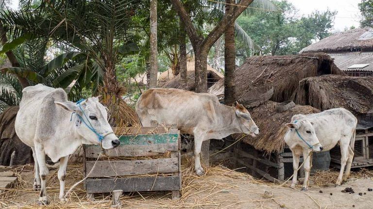 ‘We’re finished’: Farmers, traders say Karnataka cattle slaughter law brought year of misery