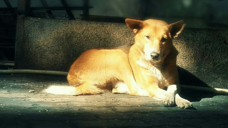 Humid Goa and a dog in the ATM — How ‘Siddhi’ inspired me to start Welfare for Animals