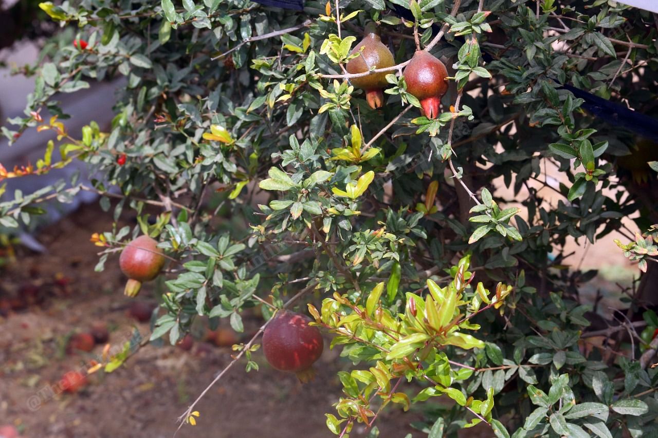 A pomegranate plant at a farm near Barmer city | Photo: Praveen Jain | ThePrint