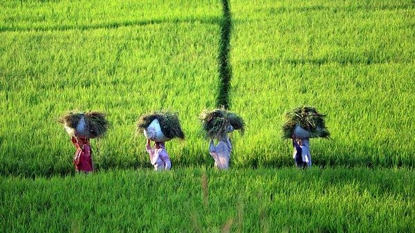 Representational image of agriculture sector