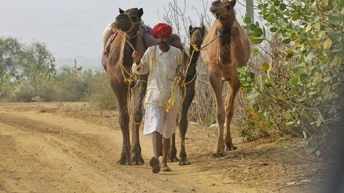 A man leads two camels along a desert road. | Photo: Praveen Jain | ThePrint