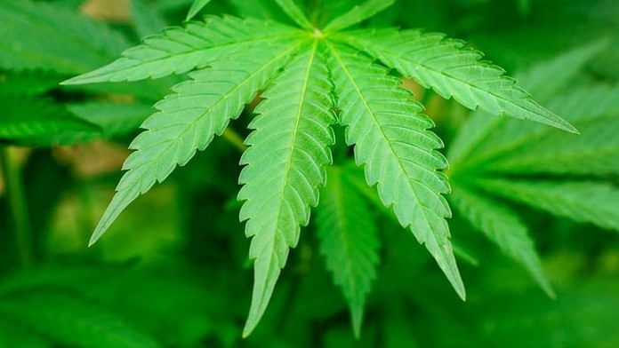 The leaves of cannabis plant | Alcohol and Drug Foundation