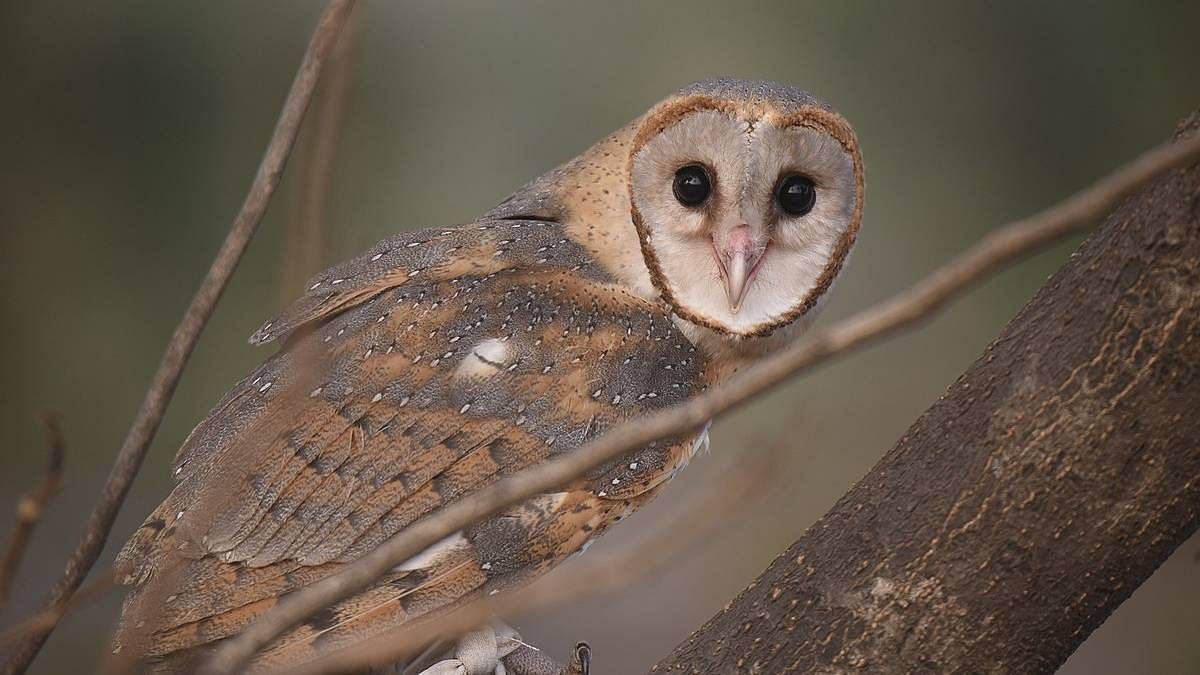Assam farmers welcome 'friend' barn owls with artificial nests to keep rodents at bay Assam farmers welcome 'friend' barn owls with artificial nests to keep rodents at bay