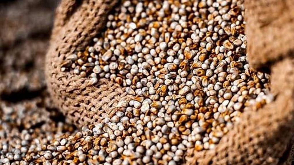 Representative image of pearl millet or bajra | Wikimedia Commons