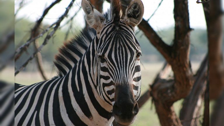 Why the zebra refused to be domesticated