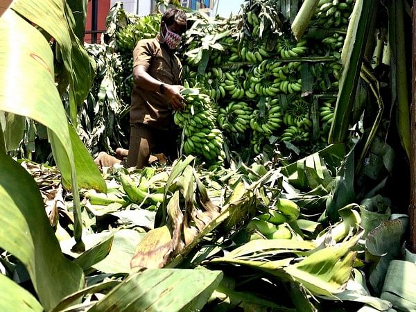 Farmers in UP's Lakhimpur Kheri shifting to banana cultivation from sugarcane  
