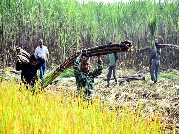 Staggered payments, rise in input costs, stray cattle menace continue to grapple sugarcane farmers in West UP