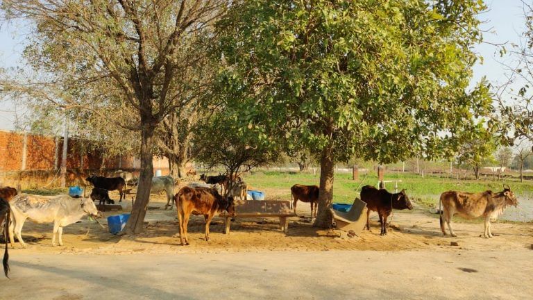 UP minister’s solution to stray cattle menace: BJP workers will pick up dung, run gaushalas