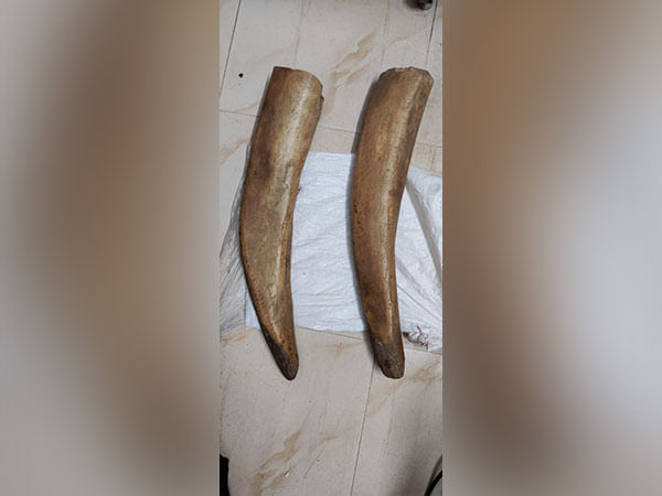 Odisha: Two elephant tusks seized, one apprehended