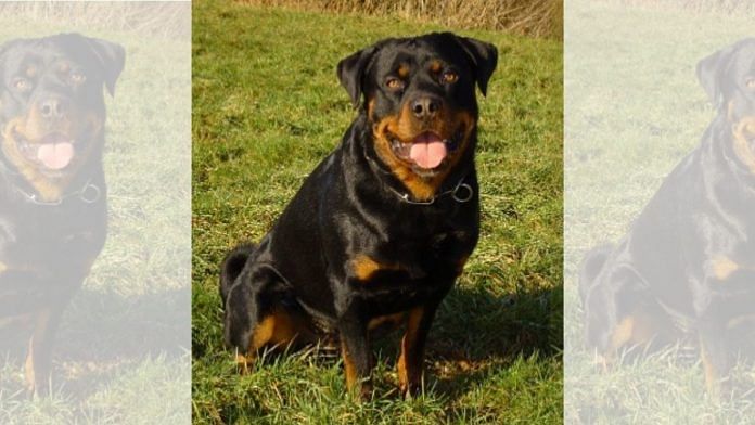Representational image | File photo of a Rottweiler | Wikipedia