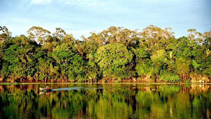 Representational image | The Amazon forests | Commons