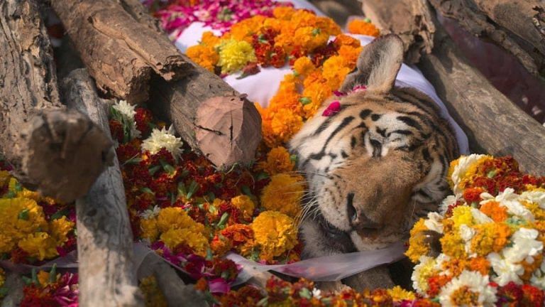 When tigress Collarwali was cremated, a part of India’s natural library burned with her