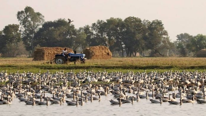 Bar-headed Geese at the Gharana Wetland | Tahir Shawl