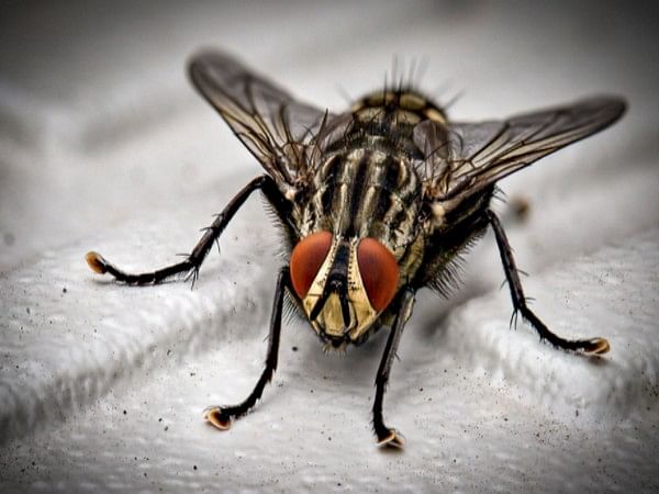 Flies possess more sophisticated cognitive abilities than known: Study