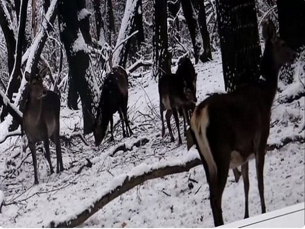 J-K: Authorities at Dachigam National Park arrange food for endangered  Kashmiri Stag following snowfall – ThePrint – ANIFeed
