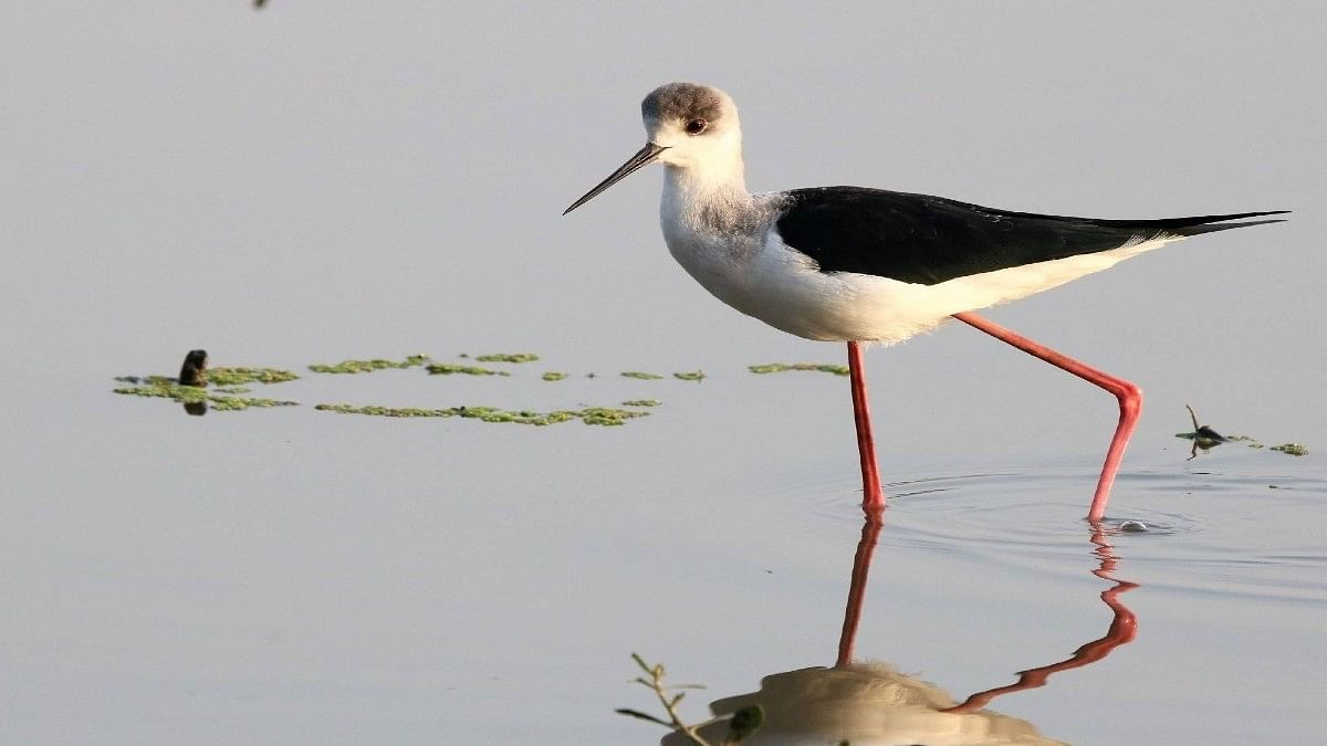 A Black-winged Stilt spotted at the wetland | By special arrangement