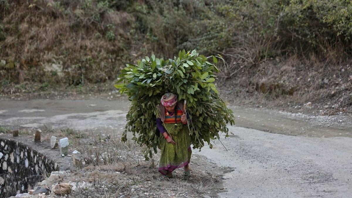 A woman carrying branches trudges up a steep road in Gangwar village in in Ghansali assembly constituency | ThePrint photo by Suraj Singh Bisht