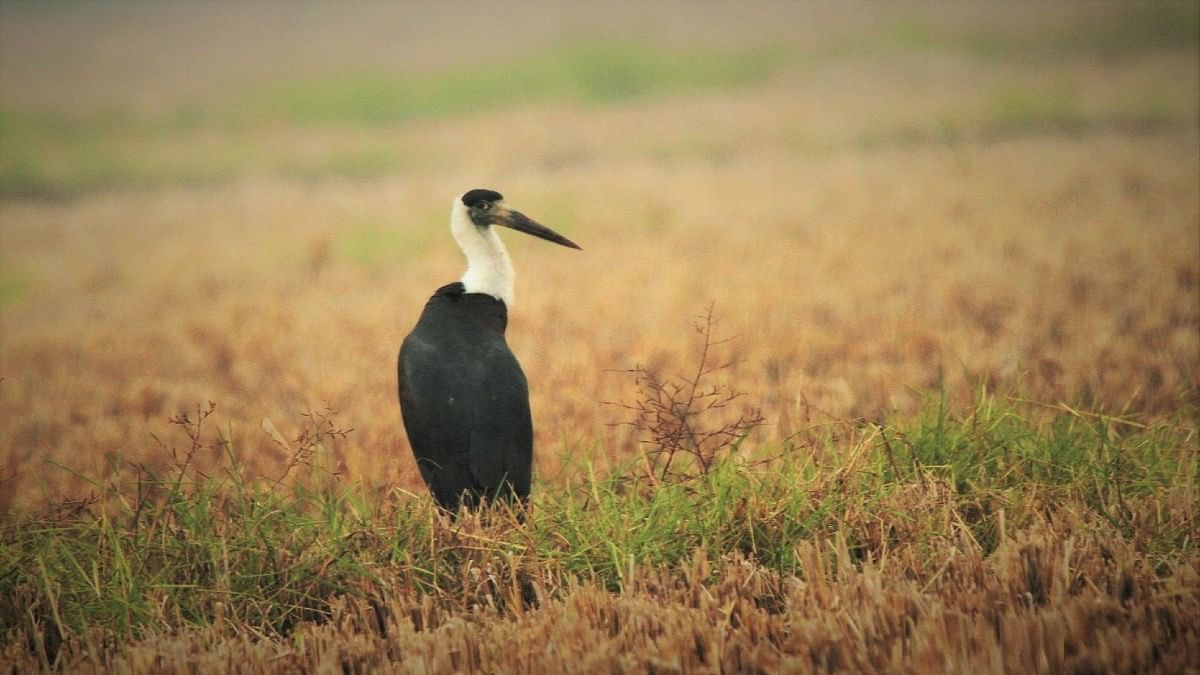 A Wooly-necked Stork spotted at the wetland | By special arrangement