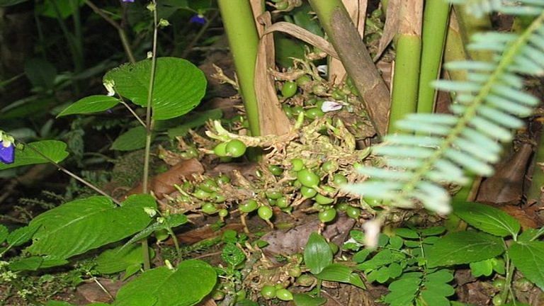 How a tiny, remote Sikkim district became the world’s leading producer of black cardamom
