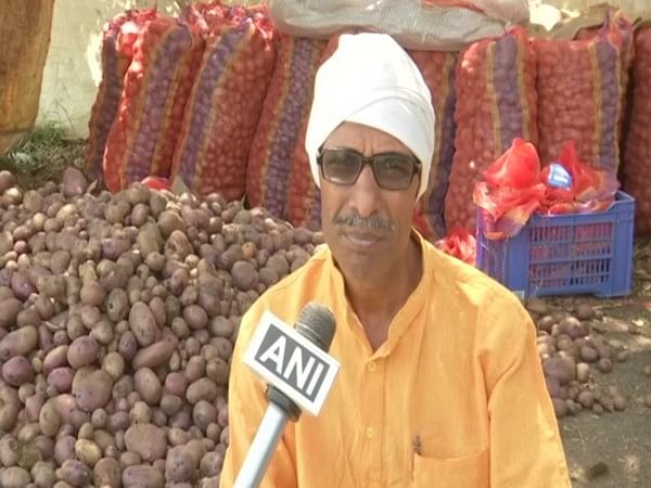 Neelkanth Kufri: This unique variety of potato grows in Bhopal fields