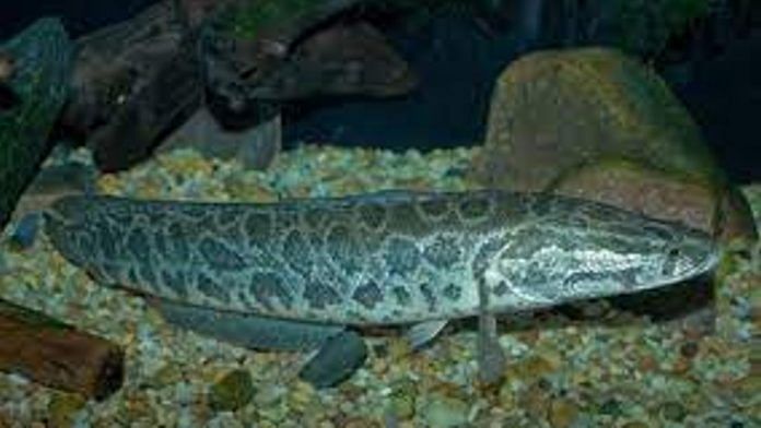 Representative image of a species of Snakehead fish | Photo: Wikimedia Commons